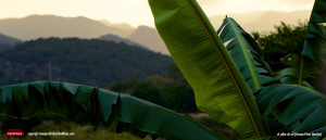 tiempos-dificiles-films-el-collar-de-sal-palmera-y-sierra